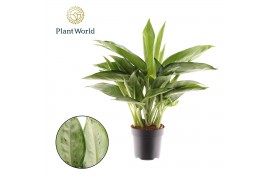 Aglaonema Aglaonema Silverado 2 pp