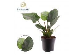 Philodendron imperial green Philodendron Imperial Green 1 pp