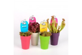 Vleesetende planten Vleesmix mini in kleurpot
