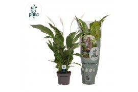 Spathiphyllum strauss 3+ - Air So Pure