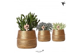 Succulenten mix Kolibri Greens Succulenten mix in Groove pot gold1 pp