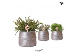 Rhipsalis mix Kolibri Greens Rhipsalis mix in Groove pot silver1 pp