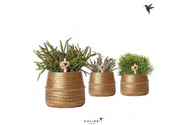 Rhipsalis mix Kolibri Greens Rhipsalis mix in Groove pot gold1 pp