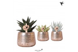Succulenten mix Kolibri Greens Succulenten mix in Luxury pot silver1 p