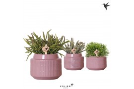 Rhipsalis mix Kolibri Greens Rhipsalis mix in Maze pot purple1 pp