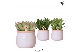 Succulenten mix Kolibri Greens Succulenten mix in Vintage Bowl pot whi