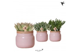 Succulenten mix Kolibri Greens Succulenten mix in Vintage Bowl pot pin