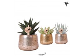 Succulenten mix Kolibri Greens Succulenten mix in Luxury pot mix1 pp