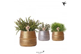 Rhipsalis mix Kolibri Greens Rhipsalis mix in Groove pot mix1 pp