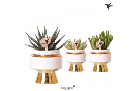 Succulenten mix Kolibri Greens Succulenten mix in Le Chic pot gold1 pp