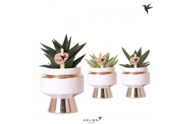 Succulenten mix Kolibri Greens Succulenten mix in Le Chic pot silver1 
