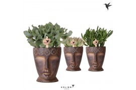 Succulenten mix Kolibri Greens Succulenten mix in Totem Mask pot1 pp