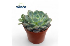 Echeveria Echeveria Sitifukumiama1 bl.