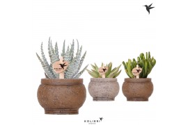 Succulenten mix Kolibri Greens Succulenten mix in Ancient pot brown mi