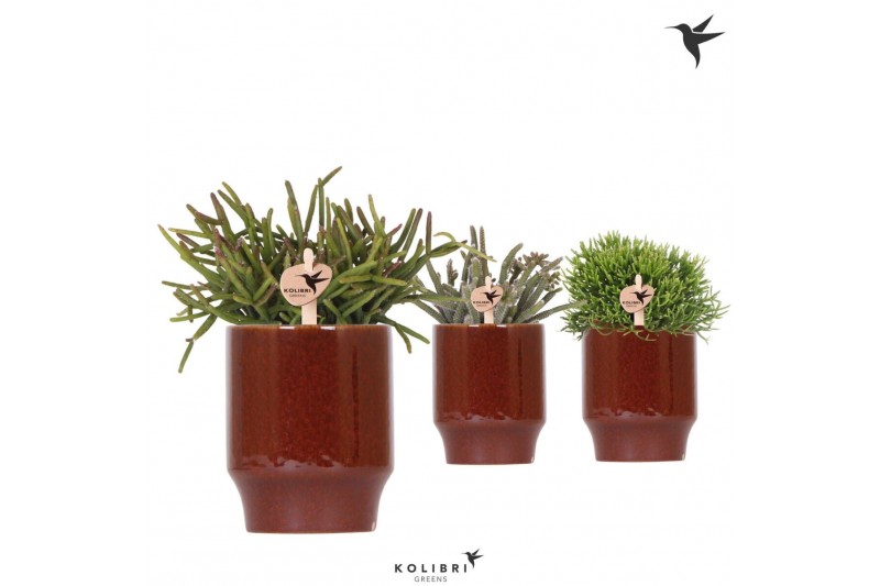 Rhipsalis mix Kolibri Greens Rhipsalis mix in Classy pot red1 pp 