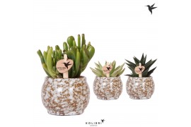 Succulenten mix Kolibri Greens Succulenten mix in Safari pot1 pp
