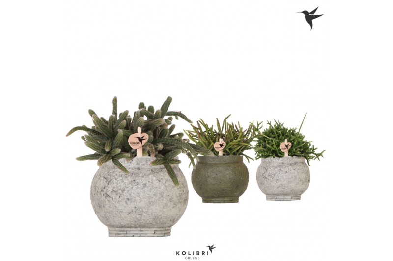 Rhipsalis mix Kolibri Greens Rhipsalis mix in Ancient pot green mix1 p 