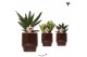 Succulenten mix Kolibri Greens Succulenten mix in Classy pot brown1 pp 