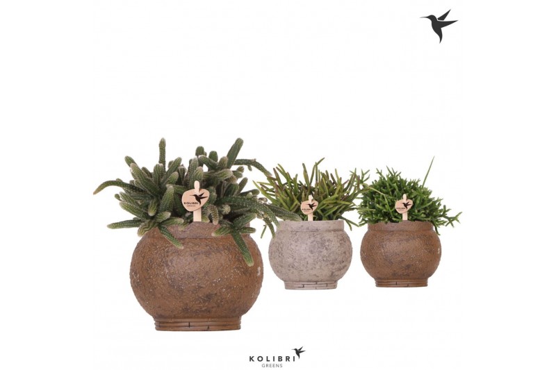 Rhipsalis mix Kolibri Greens Rhipsalis mix in Ancient pot brown mix1 p 
