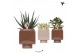 Succulenten mix Kolibri Greens Succulent mix in Cube pot brown1 pp 