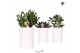 Succulenten mix Kolibri Greens Succulent mix in Furrow pot white1 pp 
