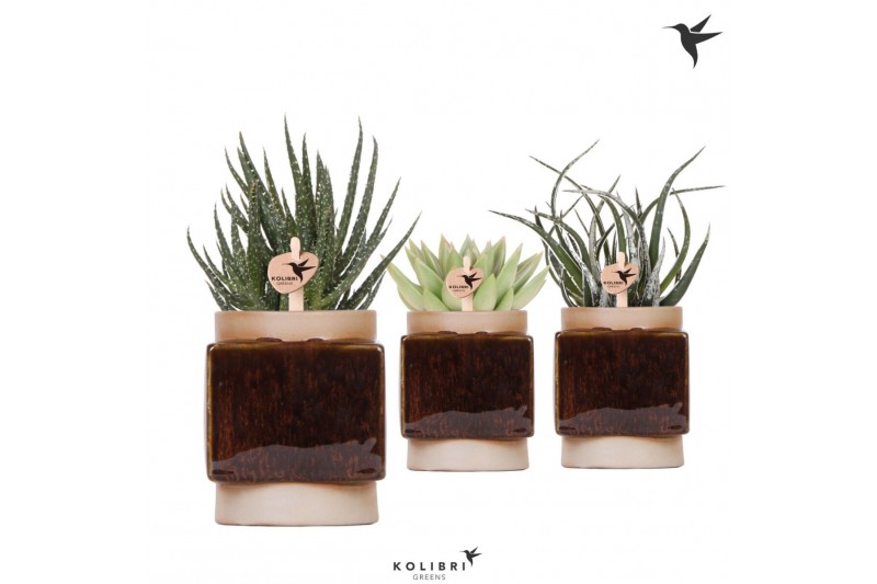 Succulenten mix Kolibri Greens Succulent mix in Classy Cube pot1 pp 