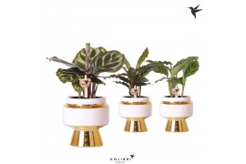 Calathea mix Kolibri Greens Calathea mix in Le Chic pot gold1 pp