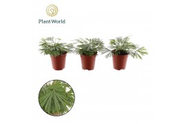 Varens Tiny Actiniopteris australis