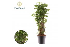 Polycias roble Polyscias Roble vertakt 1 pp