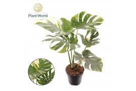 Monstera deliciosa thai constellation Monstera Thai Constellation 1 pp