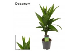 Areca catechu Areca Catechu 12 cm(Decorum) 1 pp