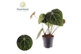 Anthurium Anthurium Chrystallinum 1 bl. overig pp