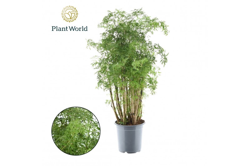 Polycias fruticosa Polyscias Hawaiiana Ming vertakt 