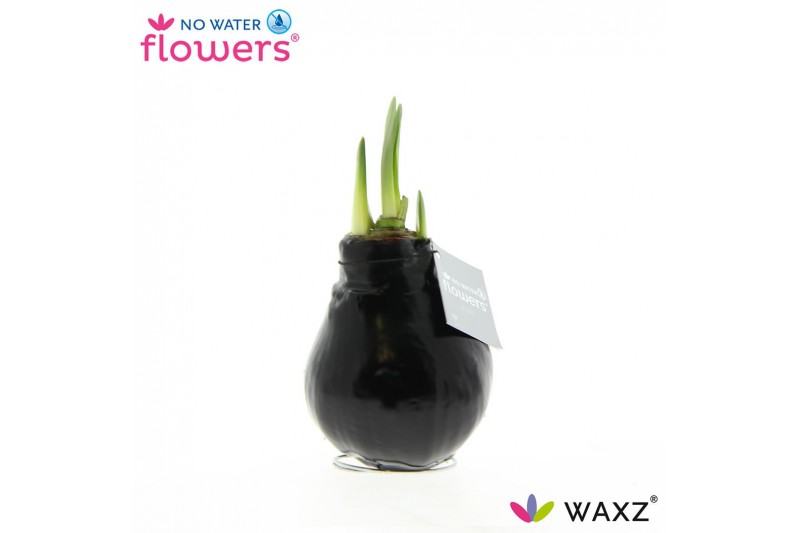 Hippeastrum gewaxt No Water Flowers Waxz® Black 2 tak/plnt 