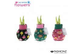 Hippeastrum gewaxt No Water Flowers® Fashionz Patternz Disco 2 tak/pln