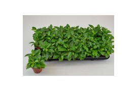 Peperomia pixie PEPEROMIA PIXIE GREEN 3 pp