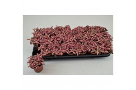 Fittonia pink forest flame FITTONIA PINK FOREST FLAME 8,5 CM 4 pp
