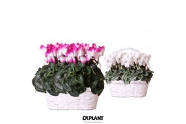 Cyclamen pers. midi Cyclamen mix in Duomand twins mix 37 cm diameter 2
