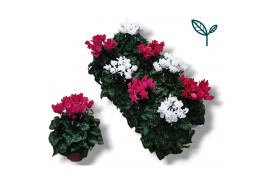 Cyclamen pers. super serie compact Cyclaam-ROZE / WIT 20 cm diameter r