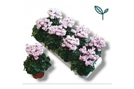 Cyclamen pers. metis victoria Cyclamen Premium Victoria Wit Roze 20 cm