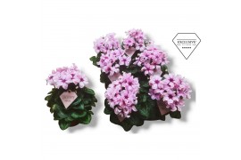 Cyclamen pers. illusia ILLUSIA 17 cm diameter licht roze