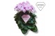 Cyclamen pers. illusia ILLUSIA 17 cm diameter licht roze 