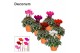 Cyclamen pers. super serie picasso Cyclamen SS Picasso Mix in Patio Po 