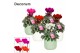 Cyclamen pers. super serie picasso Cyclamen SS Picasso mix in Sophie C 