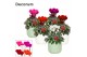 Cyclamen pers. super serie picasso Cyclamen SS Picasso mix in Sophie C 