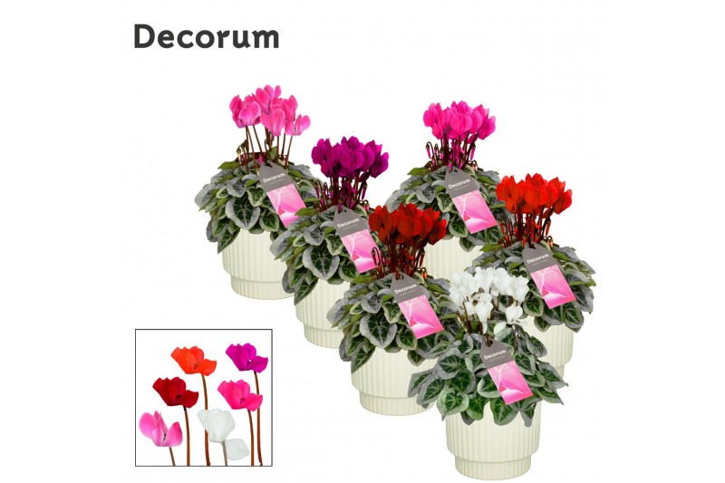 Cyclamen pers. super serie picasso Cyclamen SS Picasso Mix Ivy Ceramic 