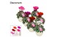 Cyclamen pers. super serie picasso Cyclamen SS Picasso Mix Melanie 22  