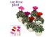 Cyclamen pers. super serie picasso Cyclamen SS Picasso Mix Melanie 22  