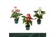 Anthurium andr. mix 4 kleuren Anthurium mix 12cm 4 kleuren5 bl. 