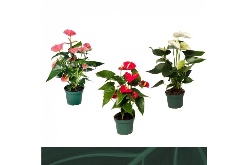 Anthurium andr. mix 4 kleuren Anthurium mix 12cm 4 kleuren5 bl. 